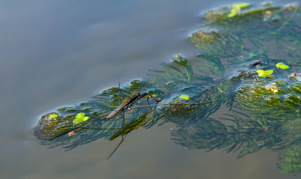 A closeup shot of Gerris lacustris or common pond skater
