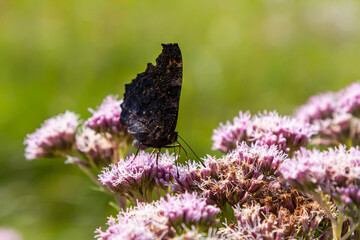 Butterfly aglais io with large spots on the wings sits on a cornflower meadow