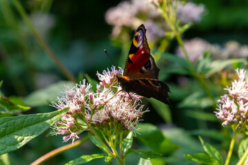 Butterfly aglais io with large spots on the wings sits on a cornflower meadow