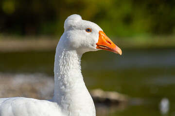 A domestic goose is a goose that humans have domesticated and kept for their meat, eggs, or down feathers. Domestic geese have been derived through selective breeding from the wild greylag goose