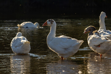 A domestic goose is a goose that humans have domesticated and kept for their meat, eggs, or down feathers. Domestic geese have been derived through selective breeding from the wild greylag goose
