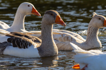 A domestic goose is a goose that humans have domesticated and kept for their meat, eggs, or down feathers. Domestic geese have been derived through selective breeding from the wild greylag goose