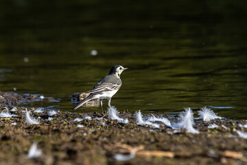 Motacilla alba - The white wagtail, is a small species of passerine bird in the Motacillidae family