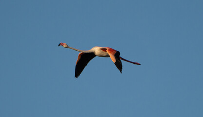 A photo of a beautiful flamingo flying in the blue sky