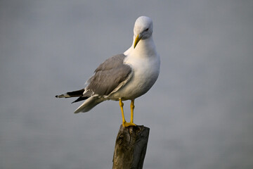 Yellow-legged gull // Mittelmeermöwe (Larus michahellis) - Greece