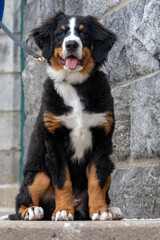 A baby mountain dog resting on a concrete floor