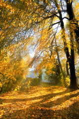 Autumn park in sunny day, autumn leaves on the ground - beautiful autumn landscape in nice sunny weather