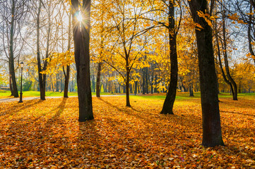 Autumn landscape, autumn park at sunrise. Autumn park trees and fallen lush foliage covering the ground