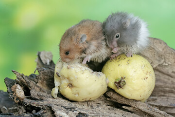 Two Campbell dwarf hamsters are eating ripe guava fruit that fell on a rotten tree trunk. This rodent has the scientific name Phodopus campbelli.