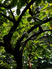 green leaves and cacao 