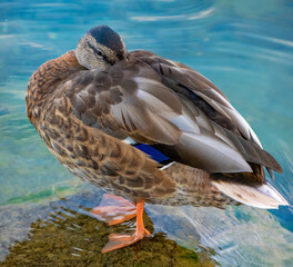 USWS: Closeup of a mallard duck in unihemispheric slow-wave sleep state with one eye open. Mallard...