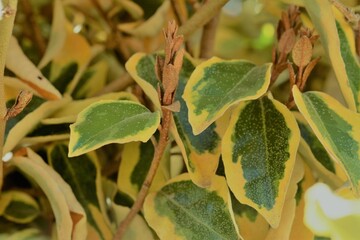 Beautiful green and yellow leaves on a shrub.