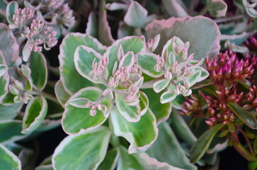 Closeup green and pink Sedum Spurium Tricolor leaves background. Natural foliage textured pattern