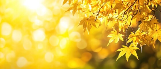 Fototapeta premium Golden Maple Leaves Hanging Against A Blurred Background