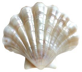 PNG Elegant iridescent seashell decor