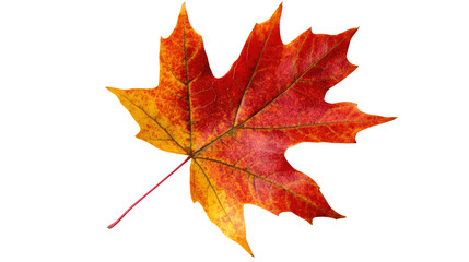 autumn maple leaf transparent background