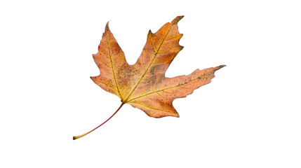 Obraz premium autumn maple leaf transparent background