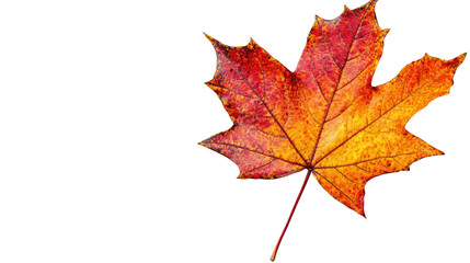 Fototapeta premium autumn maple leaf transparent background