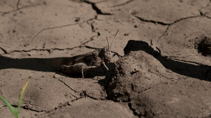 cracked soil in the ground