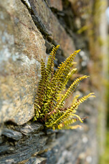 Maidenhair Spleenwort, Asplenium trichomanes, Galicia, Spain