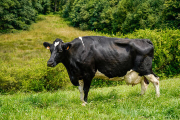 Dairy cow, Holstein Friesian, Galicia, Spain