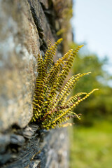 Maidenhair Spleenwort, Asplenium trichomanes, Galicia, Spain