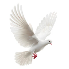 White Dove flying isolated on white background