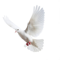 Obraz premium White Dove flying isolated on white background