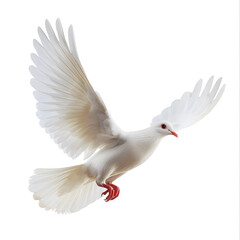 Fototapeta premium White Dove flying isolated on white background