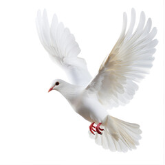 Fototapeta premium White Dove flying isolated on white background