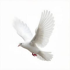 White Dove flying isolated on white background