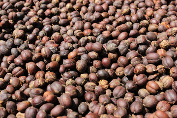 Coffee Beans Berries drying natural process