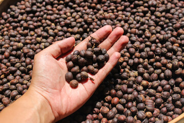 Dried Berries Coffee Beans on hands