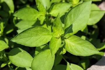 Close up Lemon basil (Ocimum basilicum) or kemangi or Hoary basil leaves