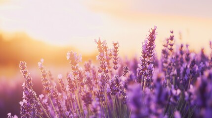 Vast Lavender Field Bathed in Golden Sunset Light with Swaying Purple Flowers. AI generated illustration