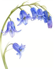Obraz premium Delicate bluebell flowers hanging on a curved green stem, illustrated in watercolor style on a clean white background.