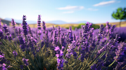 Obraz premium lavender field 