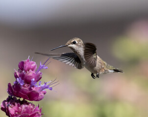 hummingbird with flowers