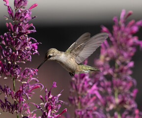 hummingbird with flowers
