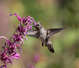 hummingbird with flowers