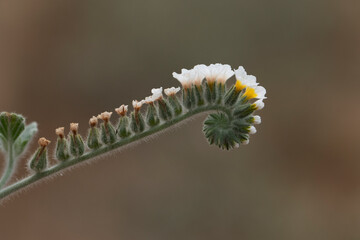 European heliotrope or European turn-sole (Heliotropium europaeum) in summer