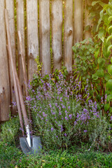 gardening shovel near the blooming lavender. gardening
