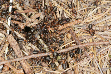  Rote Waldameise, Formica rufa