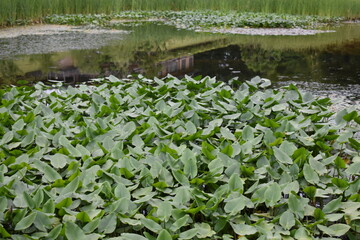 金沢城公園