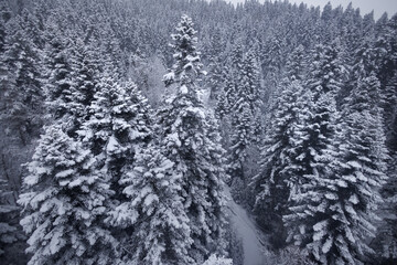 Christmas trees fir-trees pine trees forest during winter with snow on a cloudy day landscape.