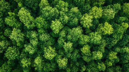 Lush Green Forest Canopy from Above