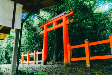 春日大社にいる鹿