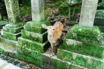 春日大社にいる鹿