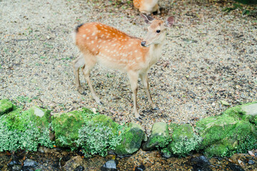 春日大社にいる鹿
