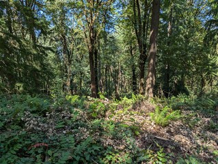 Fototapeta premium Scenes from a forest in Hoyt Arboretum in Forest Park in Washington Park in Portland, Oregon in the Pacific Northwest